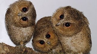 Nette und lustige Eulen und Owlets Compilation 2014 [upl. by Tarr813]