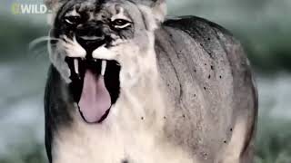 Hyenas Hunt Buffalo National Geographic BBC Documentary [upl. by Millan]