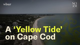 Cape Cod Has a Big Problem Simmering Just Below Its Surface [upl. by Magena]