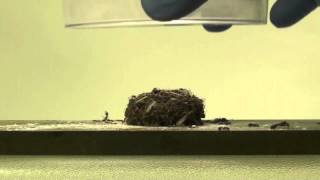 Squashed Fire Ant Clumps Bounce Back  Video [upl. by Jarid]