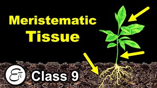 Meristematic Tissue  Plant Tissues Part 1  in Hindi for Class 9 [upl. by Kieran46]