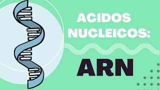 Introducción a los Ácidos Nucleicos ¿Qué es el ARN Estructura ARNm ARNt ARNr y Función 🔬 [upl. by Kelby]