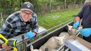 SAMPLING SHEEP FOR WORM RESISTANCE [upl. by Jurdi]