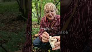 Birch polypore  medicinal [upl. by Guenevere987]