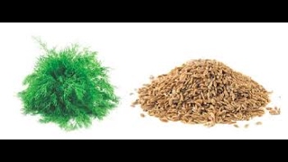 How to harvest Dill seeds [upl. by Anastasie]