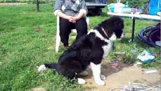 karakachan dog 5 months old [upl. by Berthold]