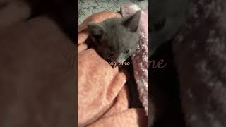 music automobile live cat berserkskeleton chat bestdancerintheworld kitten catlover babyco [upl. by Oster]