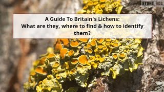 A Guide To Britains Lichens What Are They Where To Find amp How To Identify Them [upl. by Dusen298]