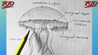 Classification of animals Phylum  Cnidaria  how to draw jellyfish Aurelia diagram [upl. by Apollo]