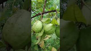 New technique for guava groving guavagarden guavatree garden guavaleaves guava plants [upl. by Ecerahs105]