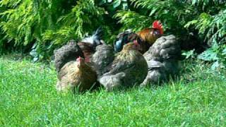 Gold Partridge Pekins wwwperfectpekinscouk [upl. by Carolann]