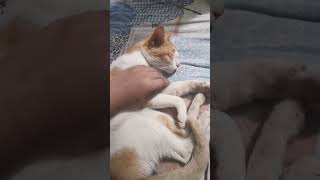 viralshort catcatshorts catlover cats catvideos catholic catsofinstagram catsoftiktok love [upl. by Straub]