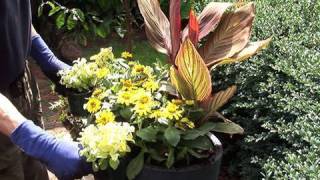 Planting Canna quotTropicannaquot in Containers [upl. by Melcher]