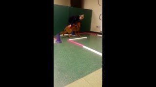 Proprioceptive track canine rehabilitation [upl. by Bamford]