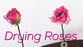 How to Dry Roses [upl. by Llorrad665]