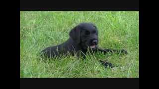 7 week old Giant Schnauzer Puppies Play Outdoors [upl. by Adiene]