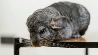 Something Interesting about Chinchillas as Pets [upl. by Shinberg]