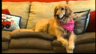 Service dog helps abused children [upl. by Aihsetel]