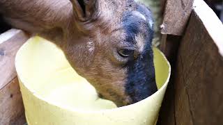 Best Dairy Goat Farming In Kenya Urban Agribusiness MASH FARM Nairobi [upl. by Staw]