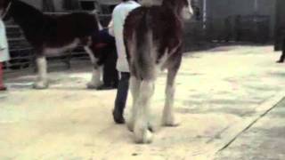 Grampian Foal Show 2011 [upl. by Haroldson]