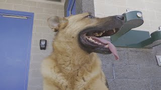 Shelter Dogs Doggy Paddle at Their Own Pool Party [upl. by Catharine]