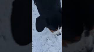 Thor the dog Entlebucher Sennenhund First snow in Urals [upl. by Queridas273]