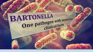 Bartonella  One Pathogen With Numerous Clinical Faces [upl. by Fabiolas101]