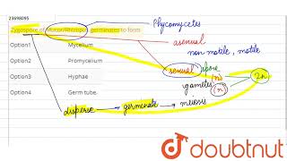 Zygospore of MucorRhizopus germinates to form [upl. by Lyontine200]