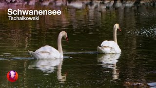 SCHWANENSEE Tschaikowsky 🦢🎻Ballettmusik 🎻🦢 NATURE amp CLASSICS  Best of Klassik die man hören muss [upl. by Schaffer]