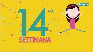 14° settimana di gravidanza [upl. by Hestia]