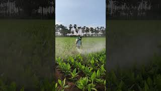 Spraying fungicides in turmeric crop  Mancozeb 75 WP  Carbendazim 50 WP  farming shorts [upl. by Erline]