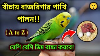 খাঁচায় বাজরিগার পাখি পালন  A to Z   পাখির জন্য খাঁচার আদর্শ মাপ  baazigar pakhi  Pakhi Palon [upl. by Verene]