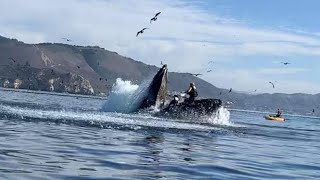 Whale swallows two Women in Kayak and then 🐳 [upl. by Morice930]