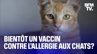 Une entreprise francocanadienne est en train délaborer un vaccin contre lallergie aux chats [upl. by Ydnamron]