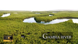 What is in The Gambia river [upl. by Brunhilda]