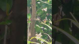 Whitethroated fantail bird spotted singing in the backyard birds birdslover fantailbird [upl. by Innep]