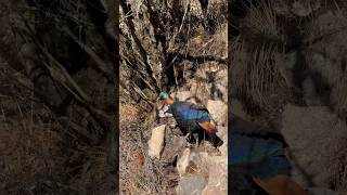 Lophophorus  डॉंफे  National Bird Of Nepal  Sagarmatha pangboche everestbasecamptrek nepal [upl. by Albers]