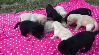 Lab Puppies Summer 2024 4weeks old EATING PORRIDGE [upl. by Atteuqcaj]