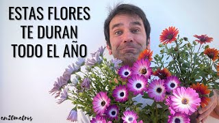 CURIOSIDADES y CUIDADOS de la DIMORPHOTECA flores para todo el año  en20metros [upl. by Aven]