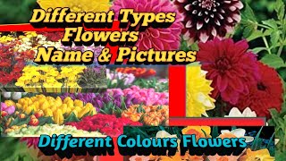 ll Different Types Flowers Name amp Pictures l Different Colour Flowers ll ommsuryavlogs9835 [upl. by Eula]