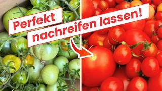 So werden grüne Tomaten im Herbst doch noch rot 🍅💪Verlängere die Tomatensaison [upl. by Adelpho]