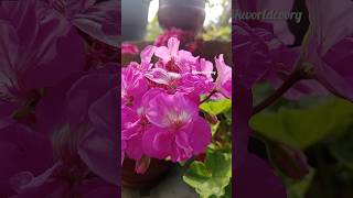 Geranium blooming🥰bkworldcoorggardenreels [upl. by Sibby]