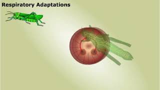 Summary of Respiratory System [upl. by Rieger]