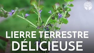 Lierre terrestre délicieuse plante sauvage comestible et médicinale [upl. by Akemit636]