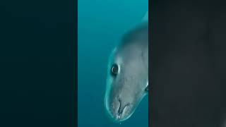 Leopard seal Hydrurga leptonyx Caspian seal Harbor seal [upl. by Nnylkcaj799]