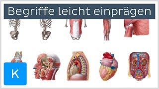 Wie man sich anatomische Begriffe leicht einprägt  Anatomie des Menschen  Kenhub [upl. by Aljan601]