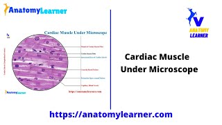 Cardiac Muscle Under Microscope II AnatomyLearner II Cardiac Muscle Histology Slide [upl. by Maure358]