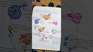 Life cycle of Plasmodium Diagram biology neet diagram lifecycle plasmodium zoology viralshort [upl. by Clausen909]