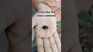 Plucking mulberry fruit ytshortsindia gardening mulberrytree 10kfamily [upl. by Yrohcaz70]