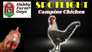 HFG Farm Animal Spotlight Campine Chicken [upl. by Einnoj]